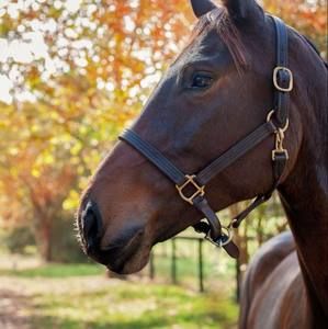 Meet your Posher, Liz